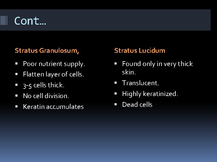 Cont… Stratus Granulosum, Stratus Lucidum Poor nutrient supply. Found only in very thick skin.