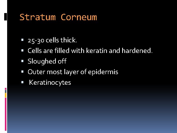 Stratum Corneum 25 -30 cells thick. Cells are filled with keratin and hardened. Sloughed