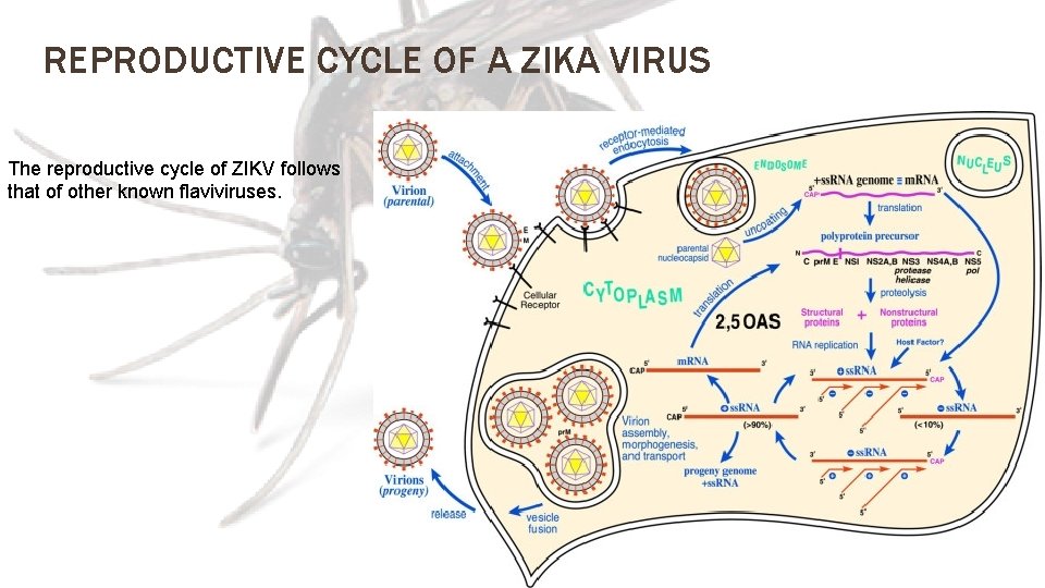REPRODUCTIVE CYCLE OF A ZIKA VIRUS The reproductive cycle of ZIKV follows that of