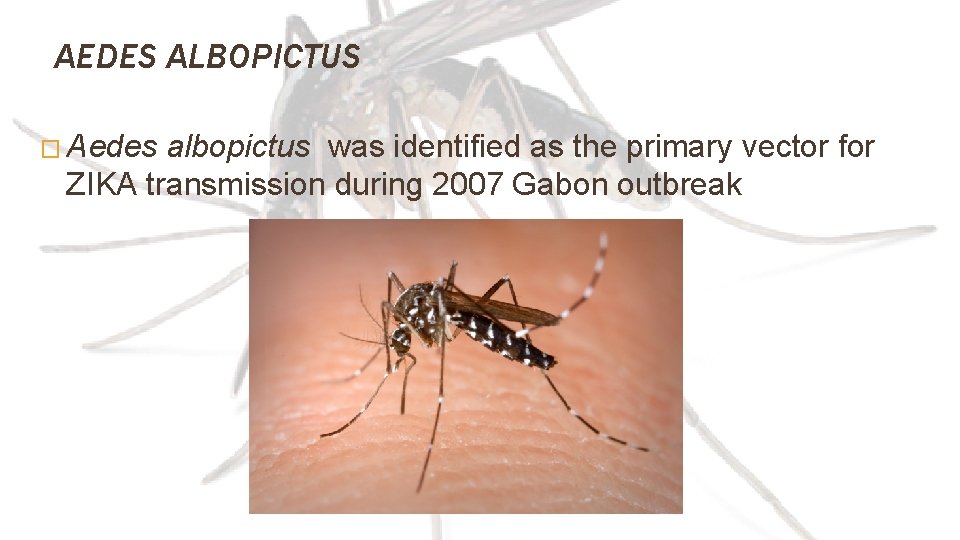 AEDES ALBOPICTUS � Aedes albopictus was identified as the primary vector for ZIKA transmission