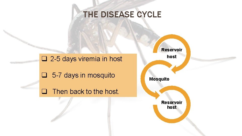 THE DISEASE CYCLE Reservoir q 2 -5 days viremia in host q 5 -7
