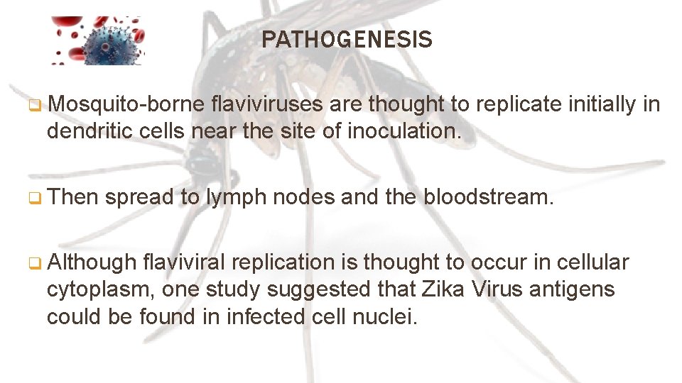 PATHOGENESIS q Mosquito-borne flaviviruses are thought to replicate initially in dendritic cells near the