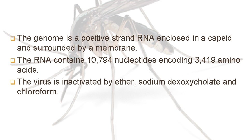 q The genome is a positive strand RNA enclosed in a capsid and surrounded