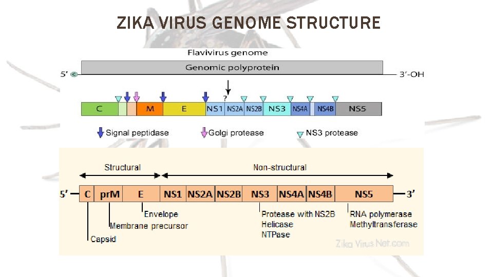 ZIKA VIRUS GENOME STRUCTURE 