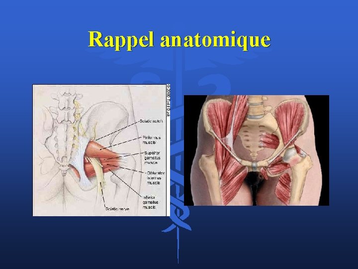 Rappel anatomique 