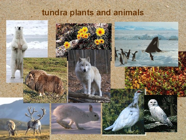 tundra plants and animals tundra plants and animals