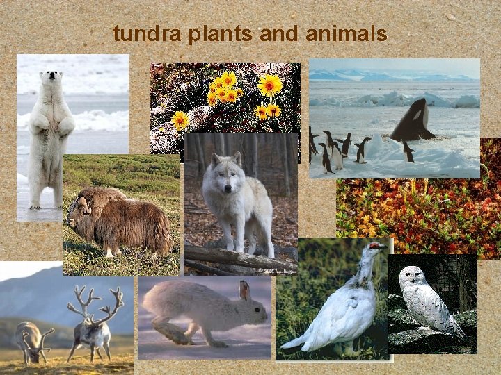 tundra plants and animals 