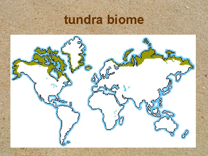 tundra biome 