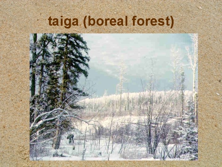 taiga (boreal forest) 