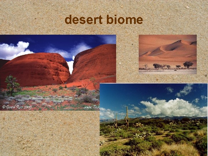desert biome 