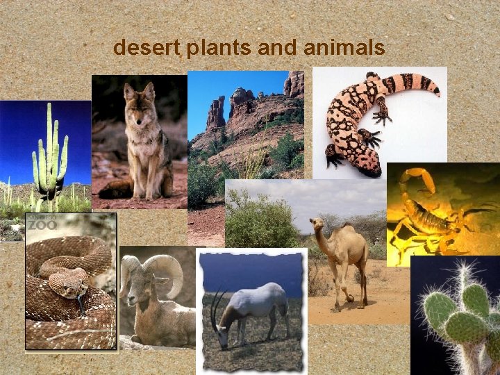 desert plants and animals 