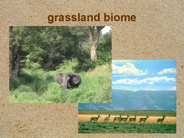 grassland biome 