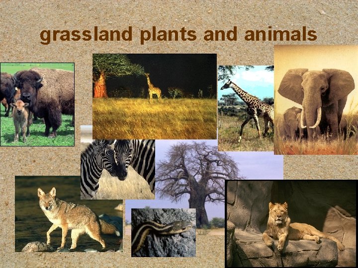 grassland plants and animals 