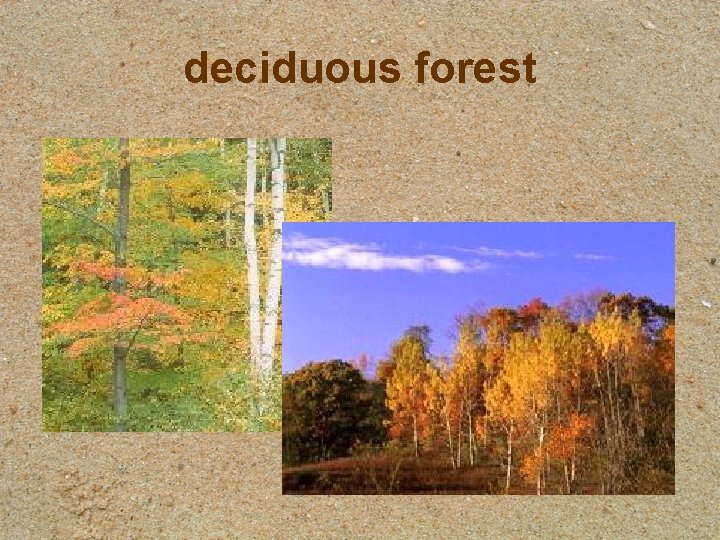 deciduous forest deciduous forest