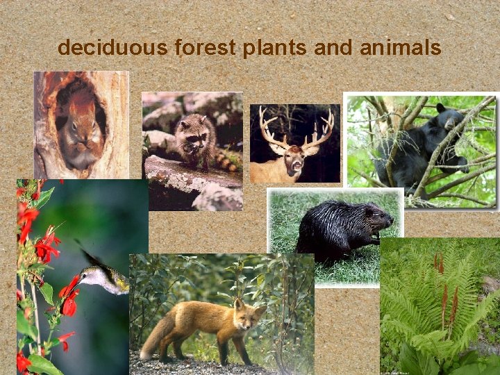 deciduous forest plants and animals 