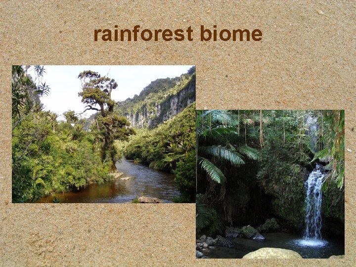 rainforest biome 