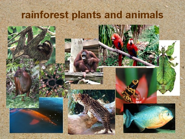 rainforest plants and animals 