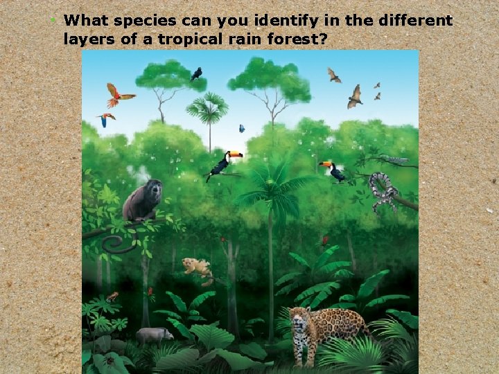  • What species can you identify in the different layers of a tropical