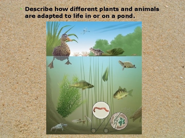  • Describe how different plants and animals are adapted to life in or
