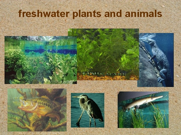 freshwater plants and animals 