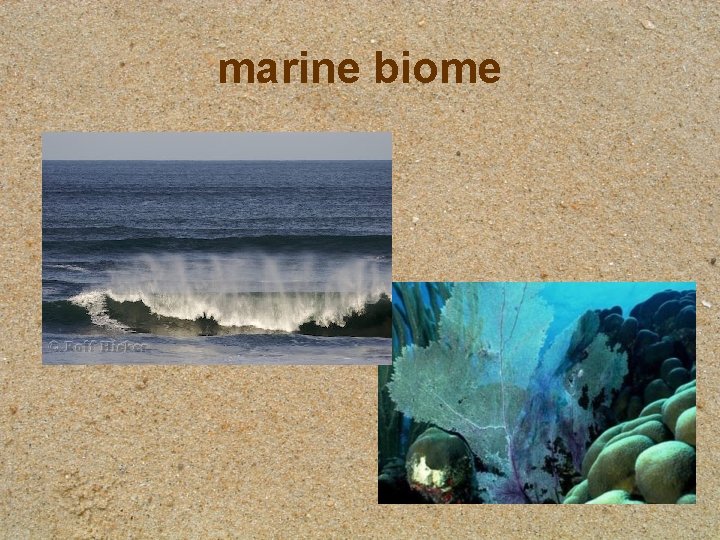 marine biome marine biome