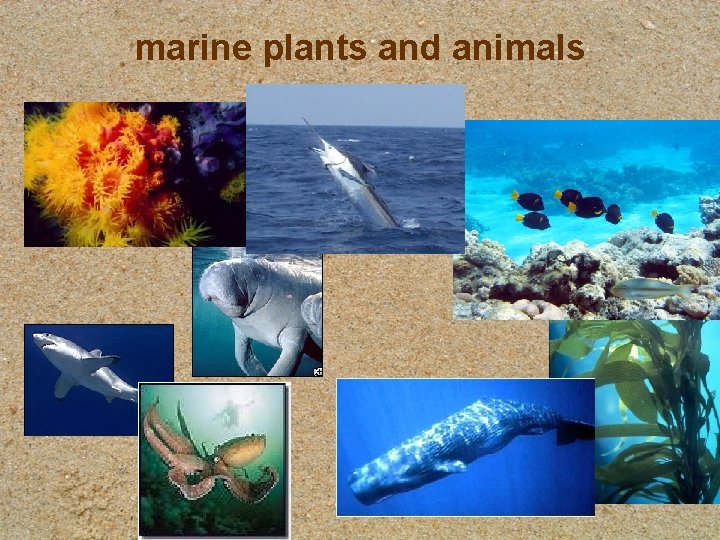 marine plants and animals 