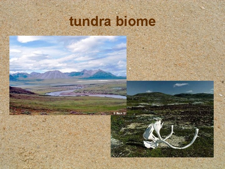 tundra biome 