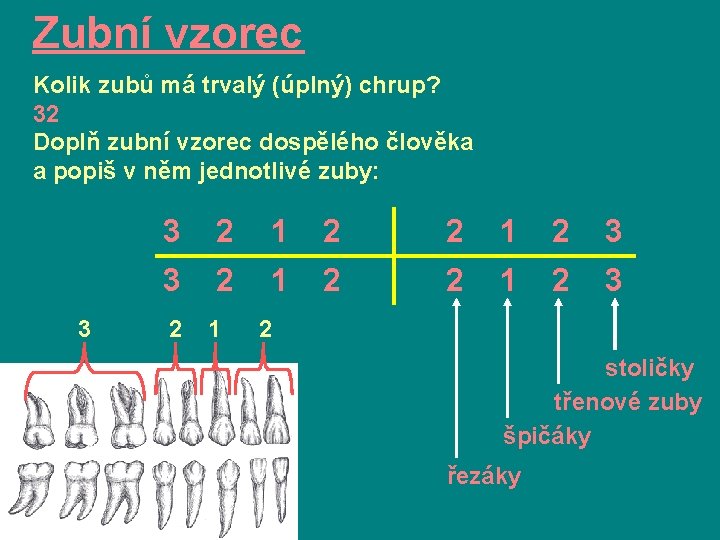 Zubní vzorec Kolik zubů má trvalý (úplný) chrup? 32 Doplň zubní vzorec dospělého člověka