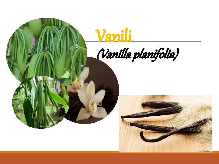 Vanili (Vanilla planifolia) 