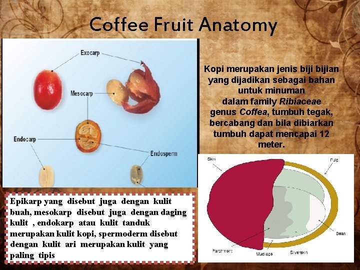 Coffee Fruit Anatomy Kopi merupakan jenis bijian yang dijadikan sebagai bahan untuk minuman dalam