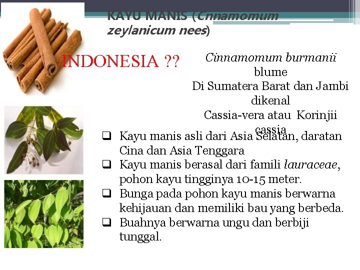 KAYU MANIS (Cnnamomum zeylanicum nees) Cinnamomum burmanii blume Di Sumatera Barat dan Jambi dikenal