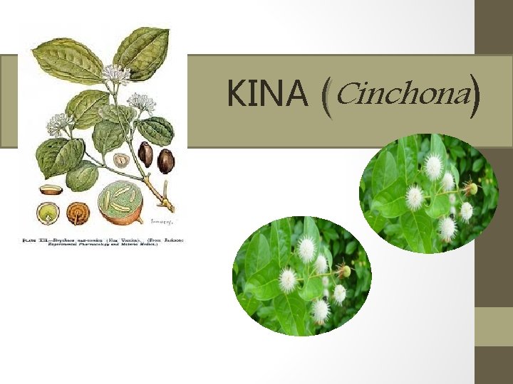 KINA (Cinchona) 