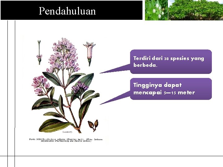 Pendahuluan Terdiri dari 38 spesies yang berbeda. Tingginya dapat mencapai 5— 15 meter 