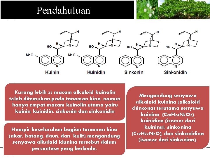 Pendahuluan Kurang lebih 35 macam alkaloid kuinolin telah ditemukan pada tanaman kina, namun hanya
