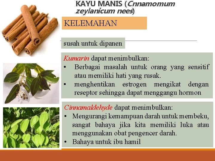 KAYU MANIS (Cnnamomum zeylanicum nees) KELEMAHAN susah untuk dipanen Kumarin dapat menimbulkan: • Berbagai