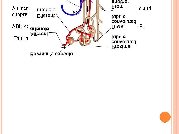 An increase in fluid volume switches off the osmoreceptors and suppresses the ADH release