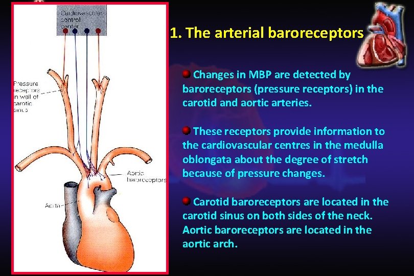 1. The arterial baroreceptors Changes in MBP are detected by baroreceptors (pressure receptors) in