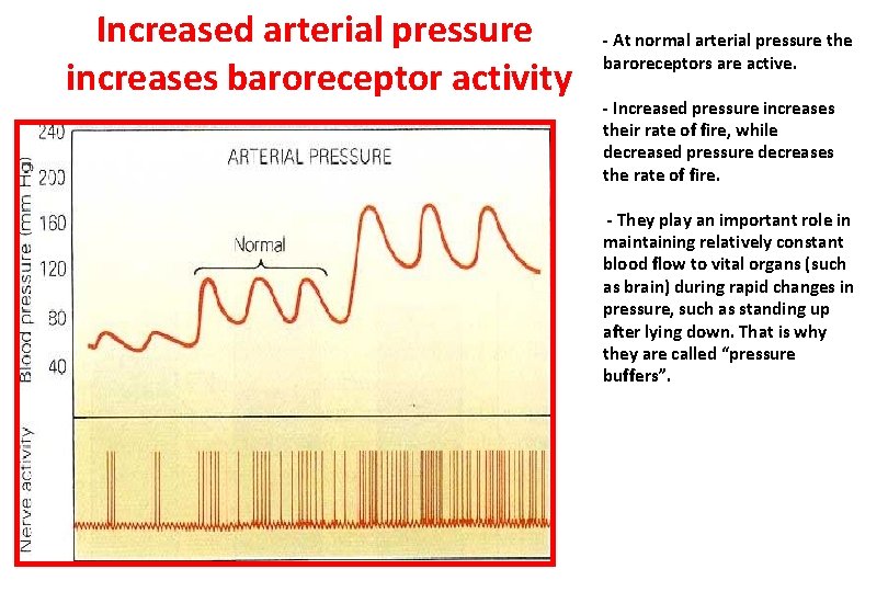 Increased arterial pressure increases baroreceptor activity - At normal arterial pressure the baroreceptors are