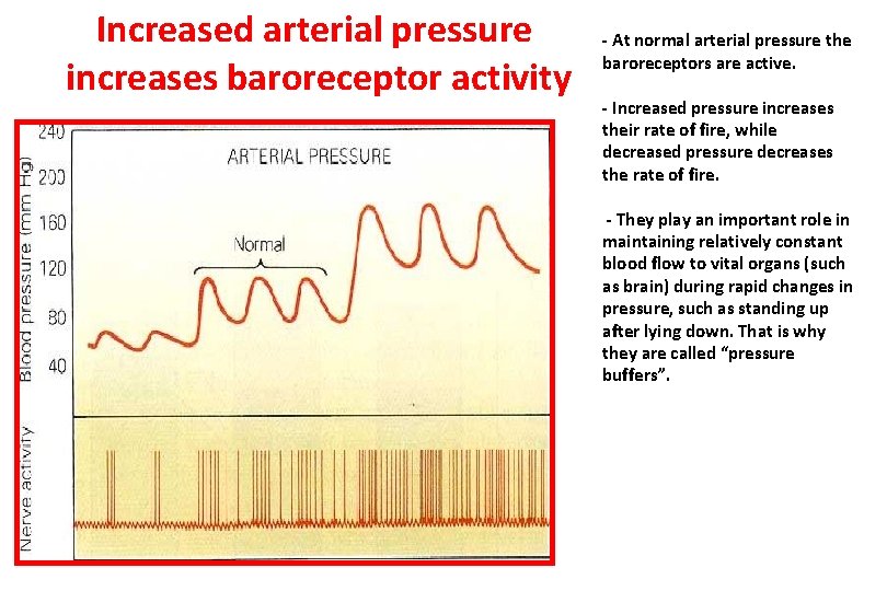 Increased arterial pressure increases baroreceptor activity - At normal arterial pressure the baroreceptors are Increased arterial pressure increases baroreceptor activity - At normal arterial pressure the baroreceptors are