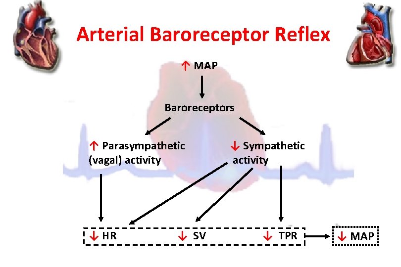 Arterial Baroreceptor Reflex ↑ MAP Baroreceptors ↑ Parasympathetic (vagal) activity ↓ HR ↓ SV
