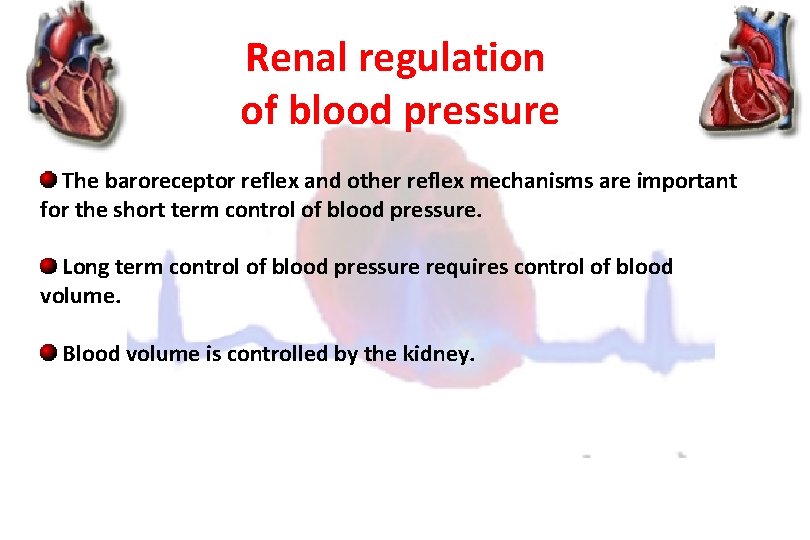 Renal regulation of blood pressure The baroreceptor reflex and other reflex mechanisms are important