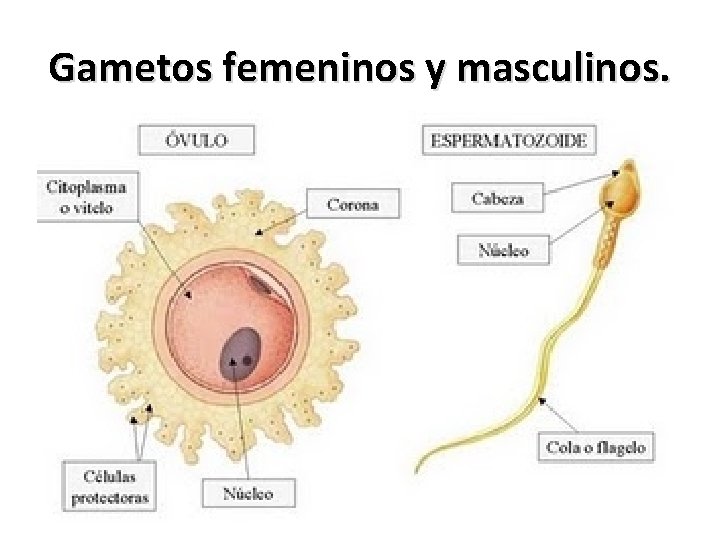 Gametos femeninos y masculinos. 