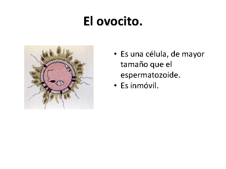 El ovocito. • Es una célula, de mayor tamaño que el espermatozoide. • Es