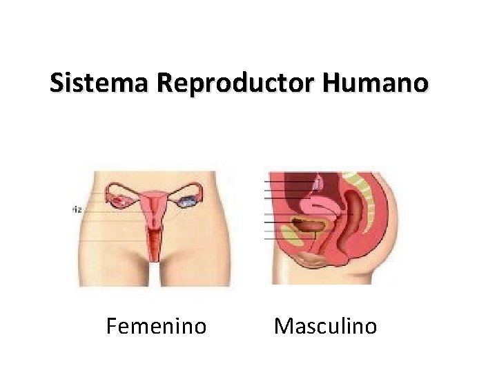 Sistema Reproductor Humano Femenino Masculino 