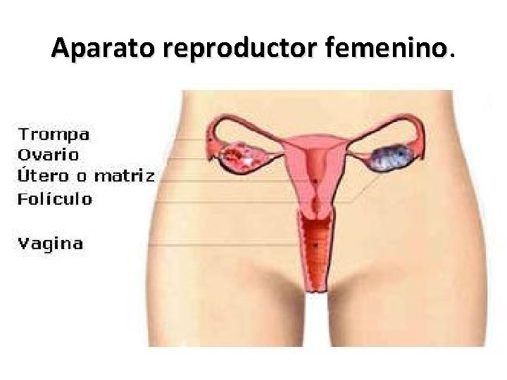 Aparato reproductor femenino 