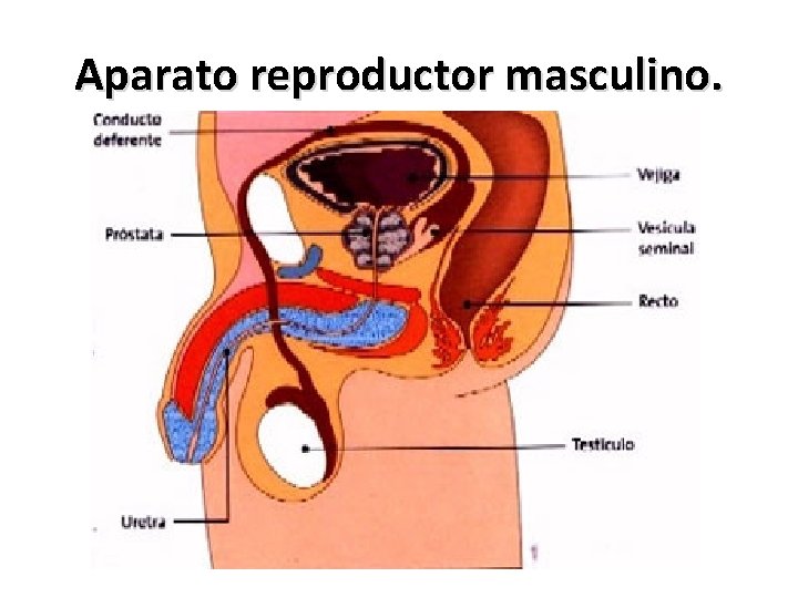 Aparato reproductor masculino. 