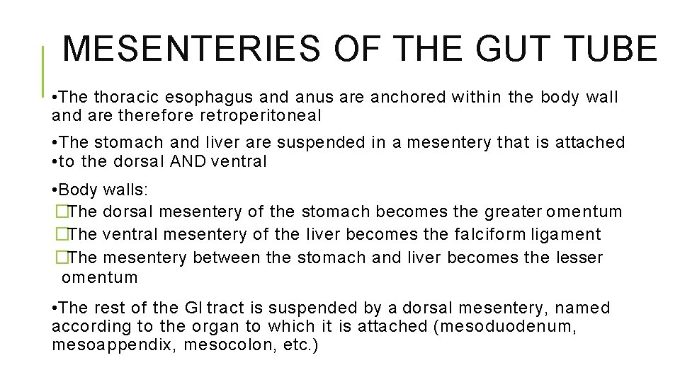 MESENTERIES OF THE GUT TUBE • The thoracic esophagus and anus are anchored within