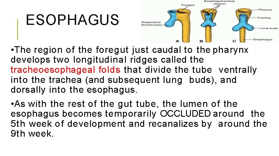 ESOPHAGUS • The region of the foregut just caudal to the pharynx develops two