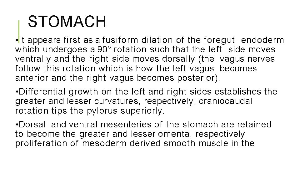 STOMACH • It appears first as a fusiform dilation of the foregut endoderm which