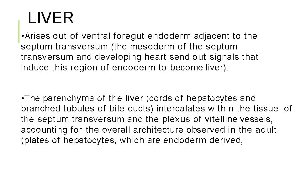 LIVER • Arises out of ventral foregut endoderm adjacent to the septum transversum (the